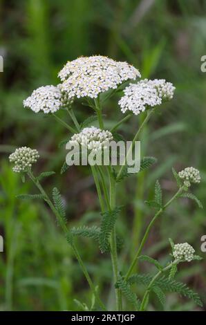 Schafgarbe, Achillea millefolium Stockfoto
