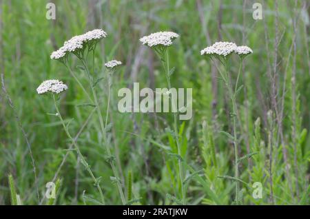 Schafgarbe, Achillea millefolium Stockfoto