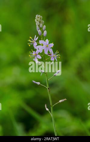 Wilde Hyazinthen, Camassia scilloides Stockfoto