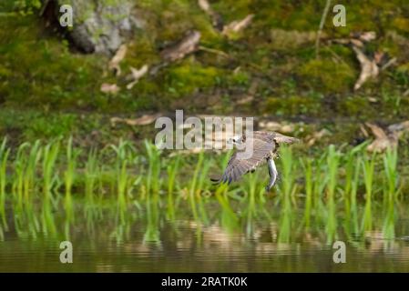 Fischadler, Pandion halietus, im Flug mit gefangenen Fischen, vor dem Hintergrund von Bäumen. Stockfoto