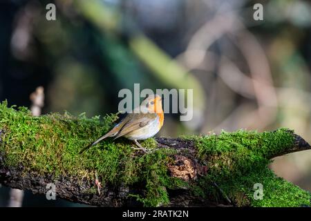 Eurasischer Robin, Erithacus rubecula, hoch oben auf einem moosbedeckten Baumstamm Stockfoto