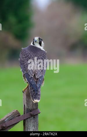 Weiblicher Peregrin Falke, Falco peregrinus, hoch oben auf einem Torpfosten Stockfoto