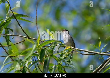 Blackcap, Sylvia atricapilla, singt im Frühling von einem Baumzweig Stockfoto