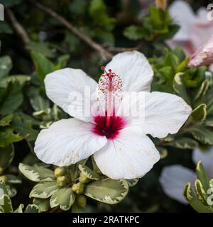 Schuh schwarze Pflanze mit einem natürlichen Hintergrund. Auch Hibiscus rosa Sinensis, chinesischer Hibiskus, Chinarose, Hawaiianischer Hibiskus, Rosenmalbe und Schoeb genannt Stockfoto