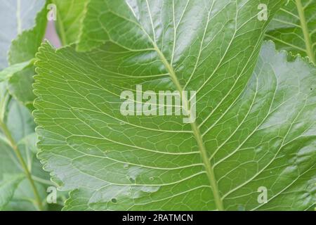 Elegante Eindrücke: Makroansicht der Blattstruktur von Armoracia Rusticana. Stockfoto