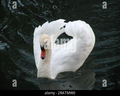 La Villa, Stern, Bozen, Trentino Alto Adige, Italien, Europa Stockfoto