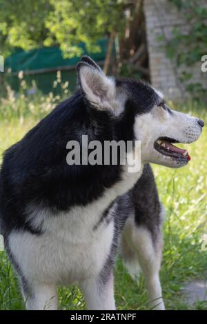 Foto: Thoroughblred Siberian Husky Dog, Seitenansicht Nach Hinten Stockfoto