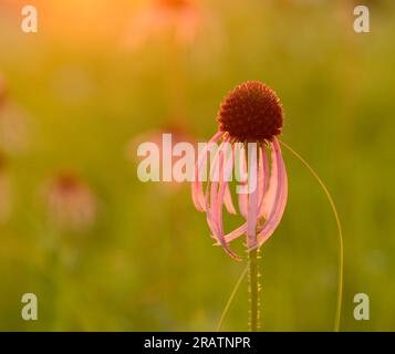 Herabhängender helllilafarbener Koneflower (Echinacea pallida) mit Hintergrundbeleuchtung in einer Prärie in Iowa. Stockfoto