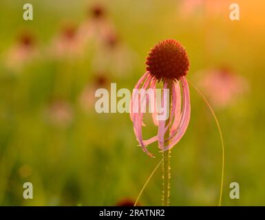 Herabhängender helllilafarbener Koneflower (Echinacea pallida) mit Hintergrundbeleuchtung in einer Prärie in Iowa. Stockfoto