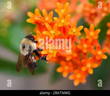 Gemeine Ost-Bumble-Biene (Bombus Impatiens) auf Schmetterlingsmilchkraut Stockfoto