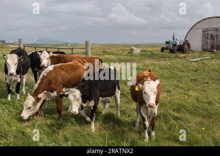 Gruppe von Kühen in Grünland, Benbecula, Uist, Hebriden, Äußeren Hebriden, Westliche Inseln, Schottland, Vereinigtes Königreich, Großbritannien Stockfoto