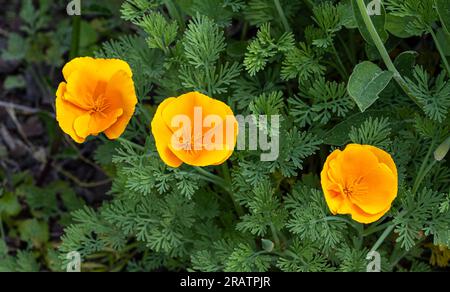 Kalifornischer Mohn (Eschscholzia californica). Botanischer Garten, KIT Karlsruhe, Deutschland, Europa Stockfoto