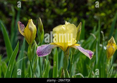 Ungarische Iris, Iris variegata / Bunte Schwertlilie, Iris variegata Stockfoto