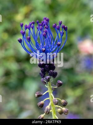 Blühende Muscari comosum (Muscari comosum (L.) Mill.) Stockfoto