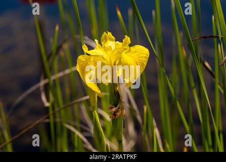 Iris Pseudacorus Gelbe Wasserfahne Stockfoto