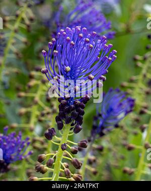 Blühende Muscari comosum (Muscari comosum (L.) Mill.) Stockfoto