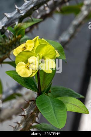 Dornenkrone oder Christuspflanze (Ephorbia milii), aus Madagaskar. Botanischer Garten, Kit, Karlsruhe, Deutschland, Europa Stockfoto