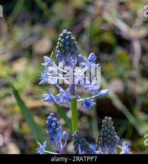 Hyazinth Squill helle violette Blüten Stockfoto