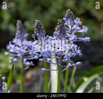 Hyazinth Squill helle violette Blüten Stockfoto