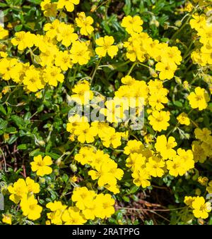 Alpenfelsenrose (Helianthemum oelandicum alpestre), Cistaceae. Kit Botanischer Garten, Karlsruhe, Baden Württemberg, Deutschland Stockfoto