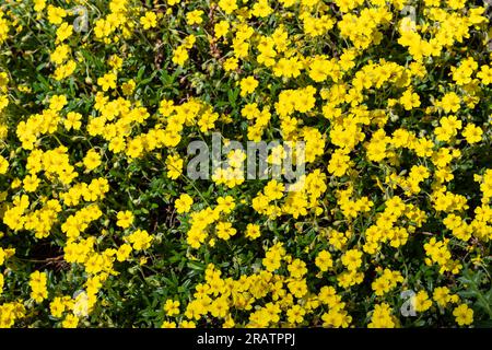 Alpenfelsenrose (Helianthemum oelandicum alpestre), Cistaceae. Kit Botanischer Garten, Karlsruhe, Baden Württemberg, Deutschland Stockfoto