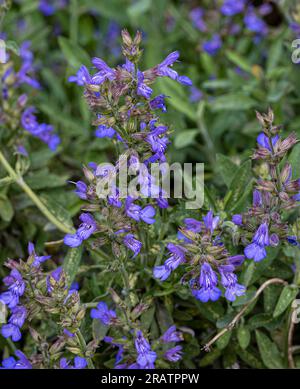 Salbeipflanze in Blüte (Salvia officinalis). Botanischer Garten, Frankfurt, Deutschland, Europa Stockfoto