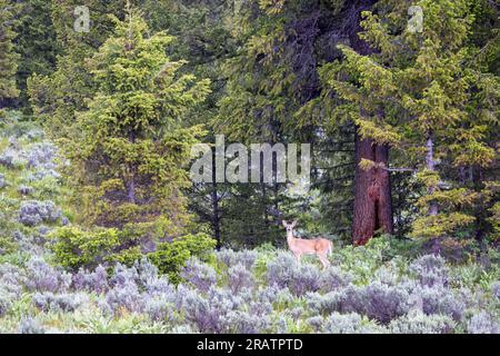 Ein Weißwedelhirsch, das vorsichtig unter immergrünen Bäumen entlang des Emma Matilda Lake Trail hinausblickt. Grand Teton Nationalpark, Wyoming Stockfoto