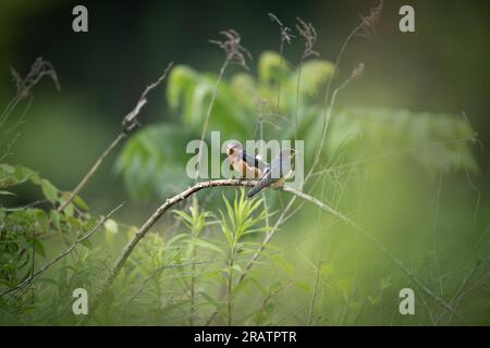 Zwei Babyschnecken, hoch oben auf einem Ast in der Sommersonne. Stockfoto