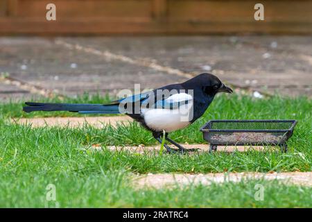 Elster-Fütterung im Garten aus der Zuführung Stockfoto