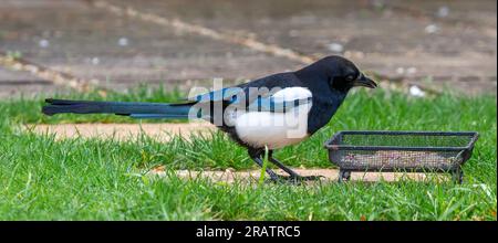 Elster-Fütterung im Garten aus der Zuführung Stockfoto