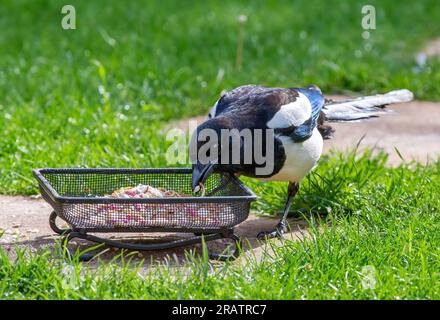 Elster-Fütterung im Garten aus der Zuführung Stockfoto