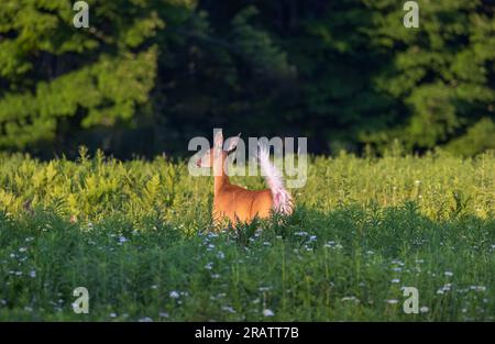 Weißwedelhund rennt für die Sicherheit des Waldes. Stockfoto