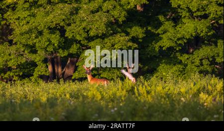 Weißschwanzvögel am Waldrand im Norden von Wisconsin. Stockfoto