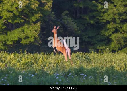 Weißwedelhund rennt für die Sicherheit des Waldes. Stockfoto