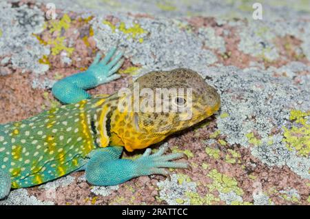 Eastern Collared Lizard, Crotaphytus collaris, männlich Stockfoto