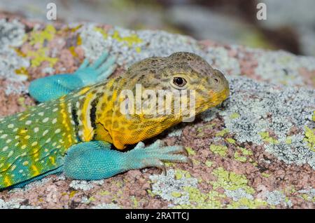 Eastern Collared Lizard, Crotaphytus collaris, männlich Stockfoto