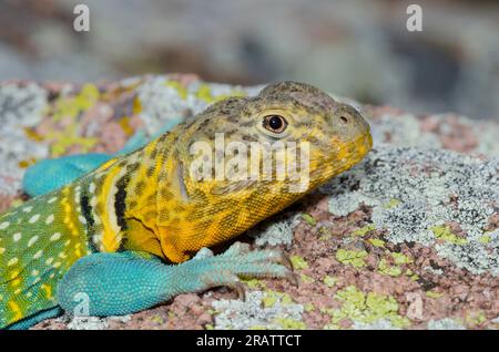 Eastern Collared Lizard, Crotaphytus collaris, männlich Stockfoto