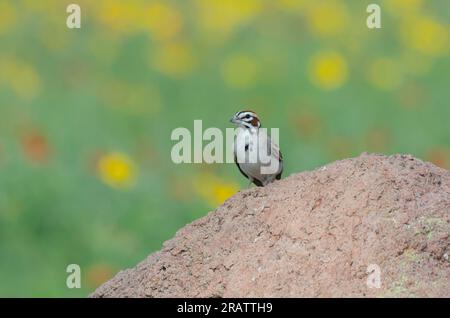 Lerche Spatz, Chondestes grammacus Stockfoto