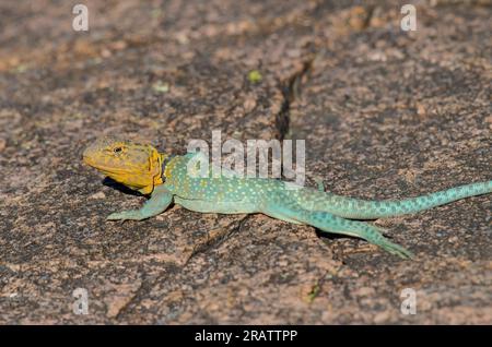 Eastern Collared Lizard, Crotaphytus collaris, männlich Stockfoto