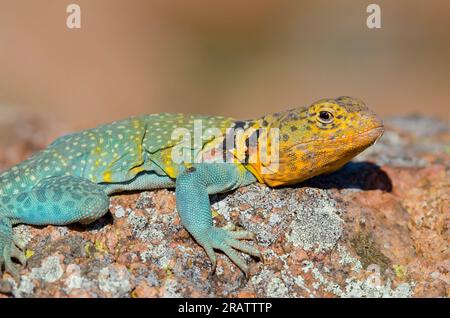 Eastern Collared Lizard, Crotaphytus collaris, männlich Stockfoto