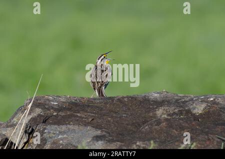 Eastern Meadowlark, Sturnella magna, Gesang Stockfoto