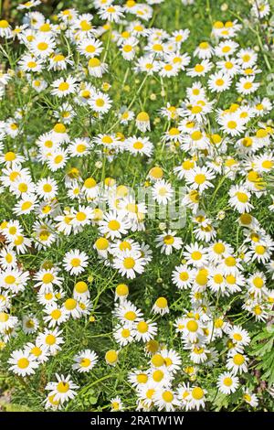 Duftenlose Kamille, Tripleurospermum inodorum, im Rapsfeld Stockfoto