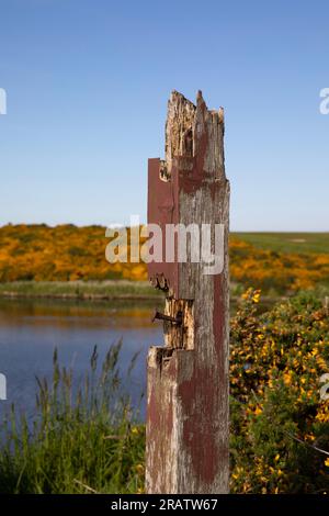 Ein alter zerklüfteter Holzzaunpfahl vor dem Hintergrund eines Flusses, Gräsern und Sträuchern. Stockfoto