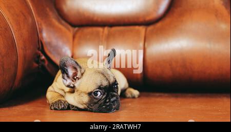 Junger Französischer Bulldog Hündchen Liegt Auf Rotem Sofa Drinnen. Lustiger Hund. Freundschaftskonzept Stockfoto