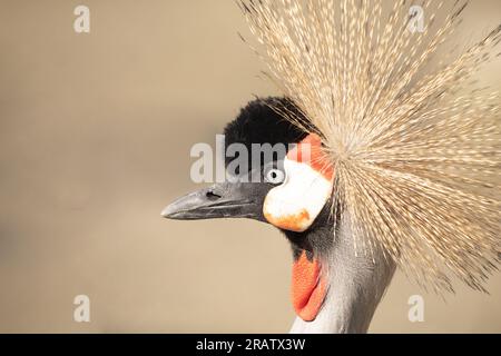 Majestätische Schönheit Enthüllt: Der Bezaubernde Graukranich Stockfoto