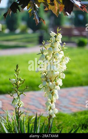 Ätherische Schönheit: Die Essenz der Blume von Yucca einfangen Stockfoto