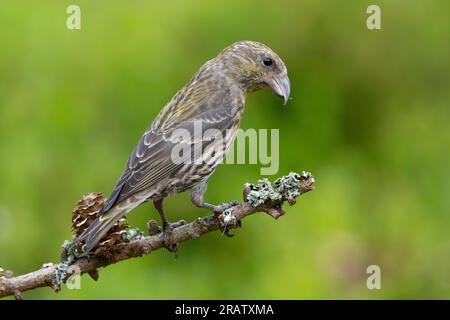 Jungtier-Kreuzschnabel (Loxia curvirostra) auf einem mit Flechten bedeckten Ast. Stockfoto