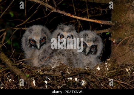 Langohrige Eulenküken (ASIO otus) in einem Nest in einer Kiefer. Stockfoto