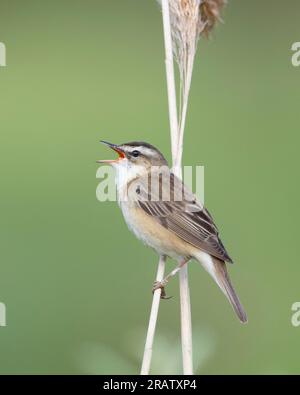Sedge Warbler (Acrocephalus schoenobaenus) singt aus Willow England/ Stockfoto