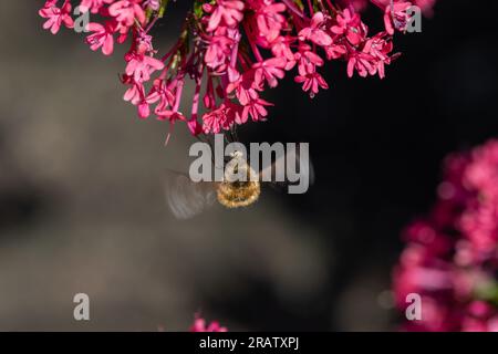 Eine Bienenfliege (Bombyliidae), die Nektar von Roten Baldrianblüten (Centranthus ruber) mit verschwommenem Hintergrund nimmt. Stockfoto